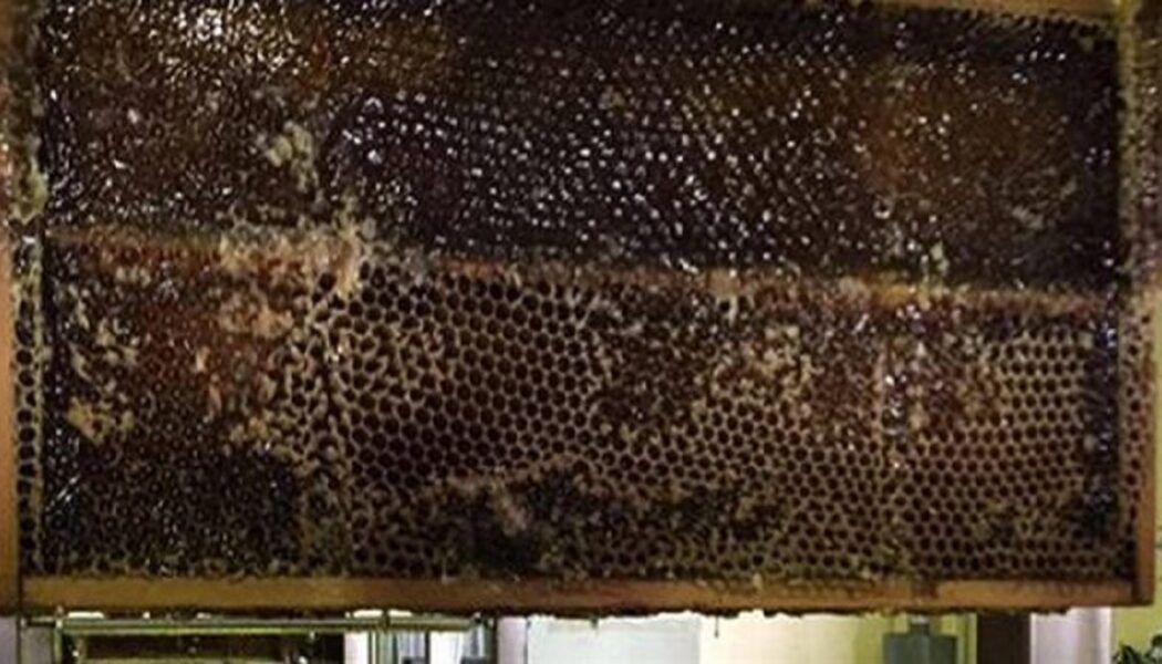 Dieser rohe Honig tötet jede Art von Bakterien, denen Wissenschaftler ihn aussetzen könnten (sogar Superbugs!).