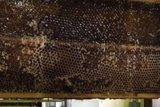 Dieser rohe Honig tötet jede Art von Bakterien, denen Wissenschaftler ihn aussetzen könnten (sogar Superbugs!).