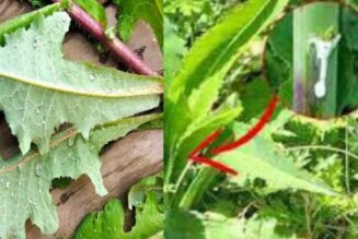 Wilder Salat Das beste natürliche Schmerzmittel, ähnlich wie Morphin, das in Ihrem Garten wächst