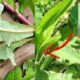 Wilder Salat Das beste natürliche Schmerzmittel, ähnlich wie Morphin, das in Ihrem Garten wächst