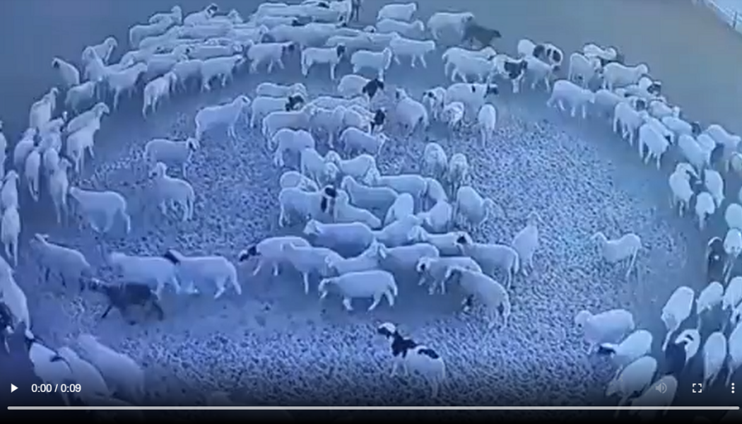 Das Geheimnis der Schafe, die im Kreis laufen, ohne anzuhalten (+ Video)
