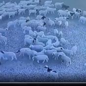 Das Geheimnis der Schafe, die im Kreis laufen, ohne anzuhalten (+ Video)