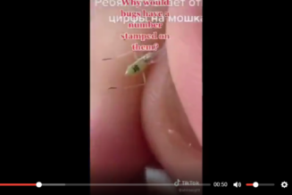 Bioterroristischer Angriff durch Mücken