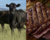 Diese Rindfleischunternehmen halten sich nicht an mRNA in Fleisch und ein Unternehmen wird Ihnen auch kein Rindfleisch mit Hormonen oder Antibiotika anbieten!