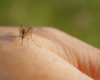 Die WHO sagt, wir müssen uns auf eine tödliche, durch Mücken übertragene Krankheit vorbereiten