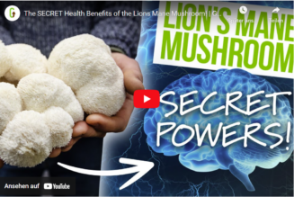 Die geheimen gesundheitlichen Vorteile des Löwenmähnenpilzes! | GroCycle